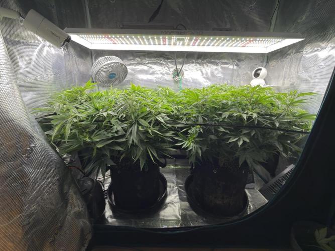 Lemon Runtz Twins. Week 9