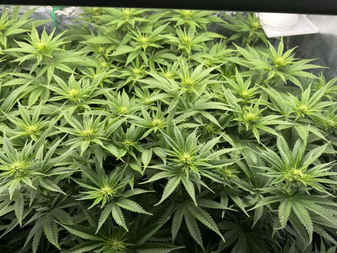 Lemon Runtz Twins. Week 10