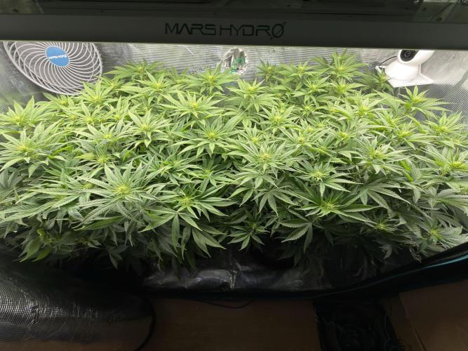 Lemon Runtz Twins. Week 10