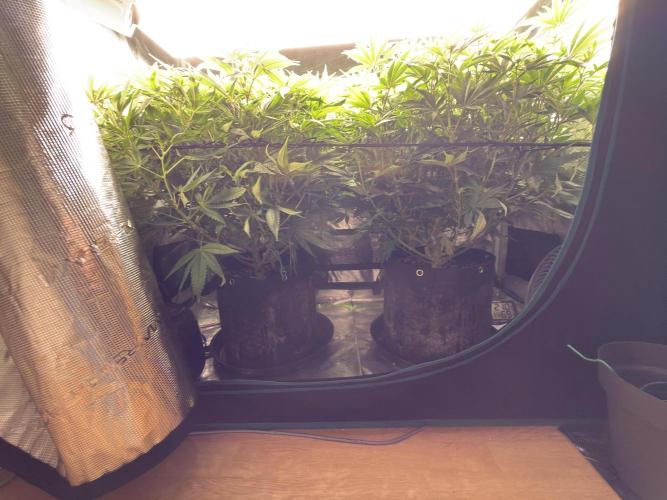 Lemon Runtz Twins. Week 10