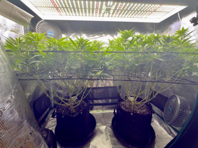 Lemon Runtz Twins. Week 11