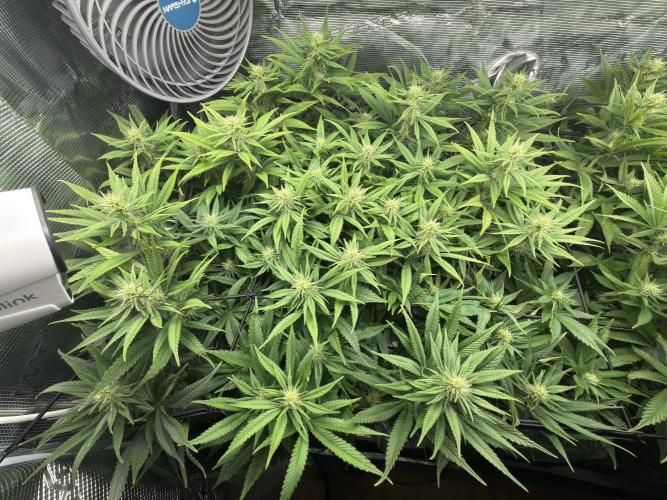 Lemon Runtz Twins. Week 11