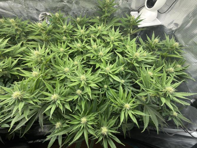 Lemon Runtz Twins. Week 11