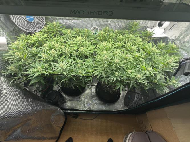 Lemon Runtz Twins. Week 11