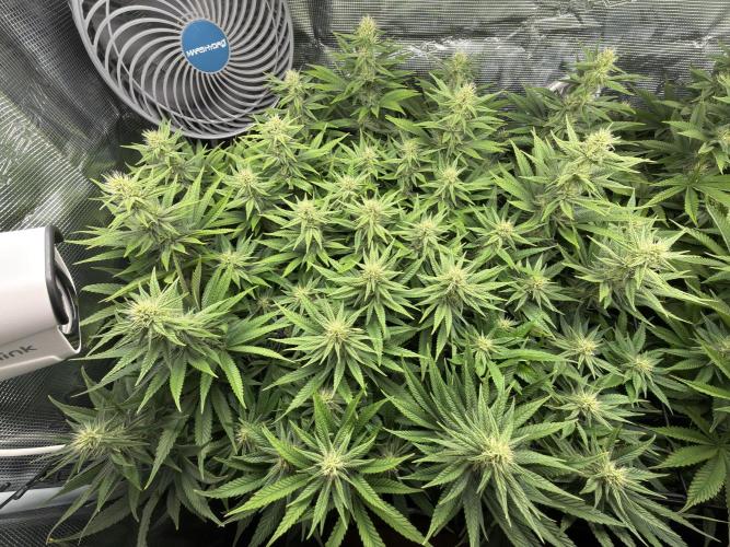 Lemon Runtz Twins. Week 12