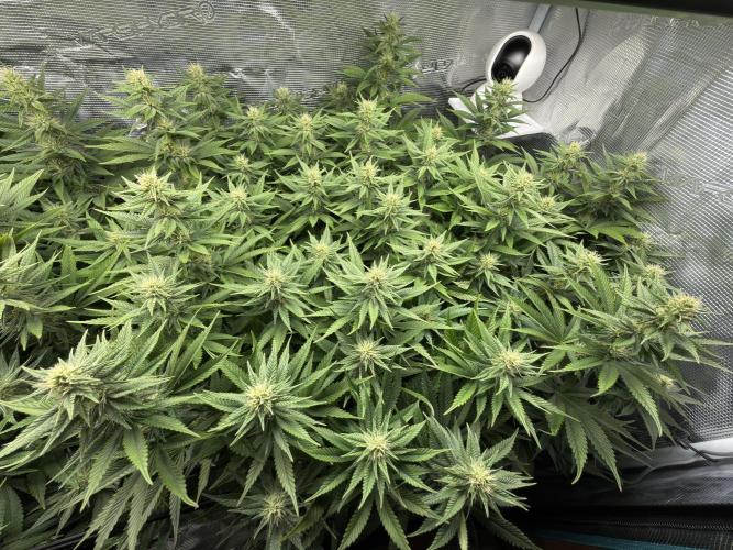 Lemon Runtz Twins. Week 12