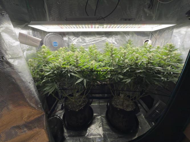 Lemon Runtz Twins. Week 12