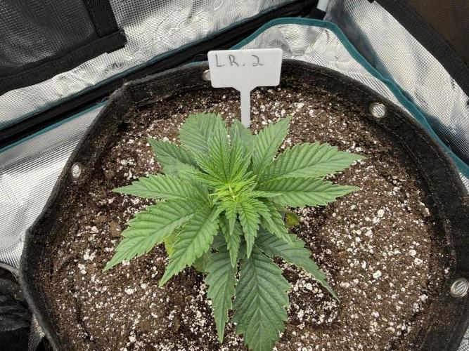 Lemon Runtz Twins. Week 3