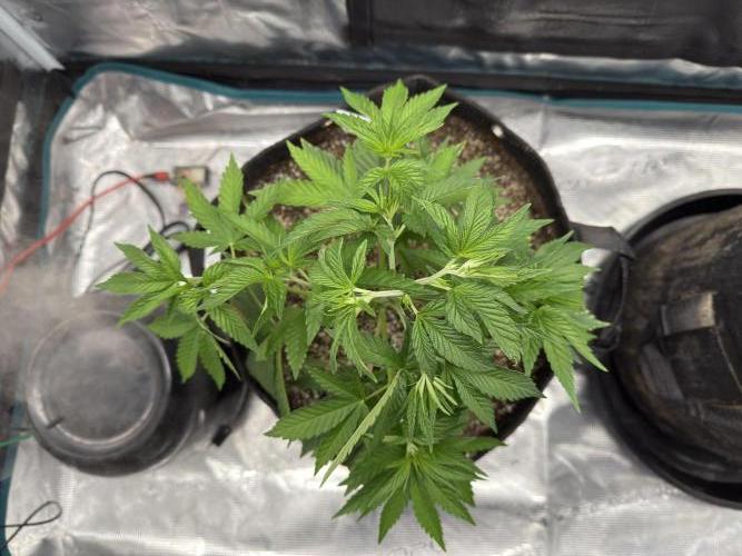 Lemon Runtz Twins. Week 5 - lr1