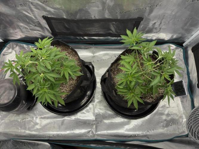 Lemon Runtz Twins. Week 5
