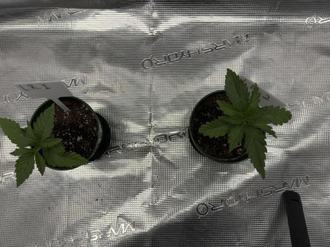 Lemon Runtz Twins. Week 1