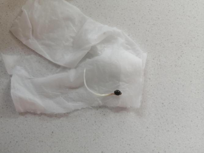 AK-47 Run 25'. Week 0