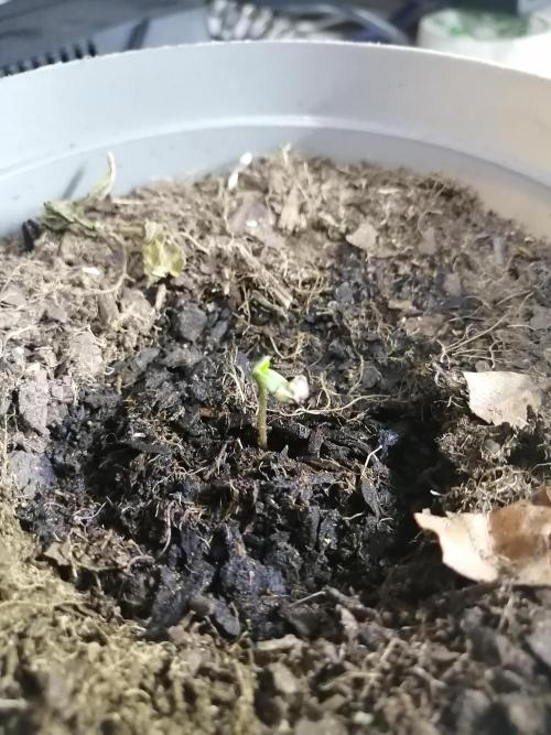 AK-47 Run 25'. Week 0