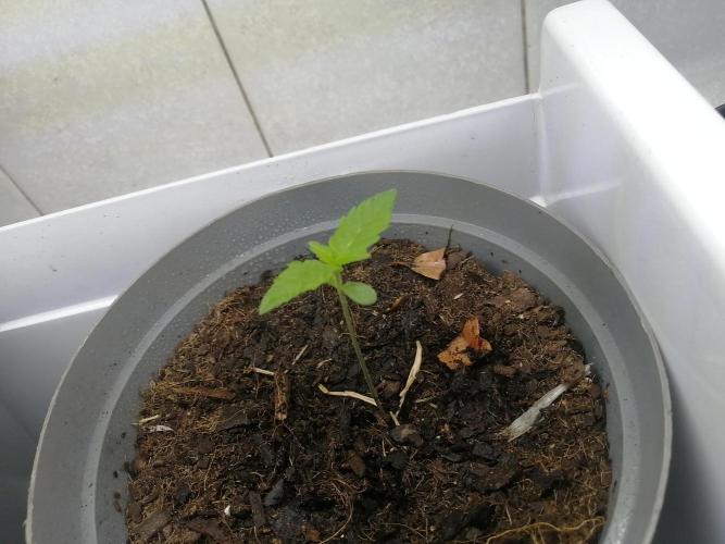 AK-47 Run 25'. Week 1