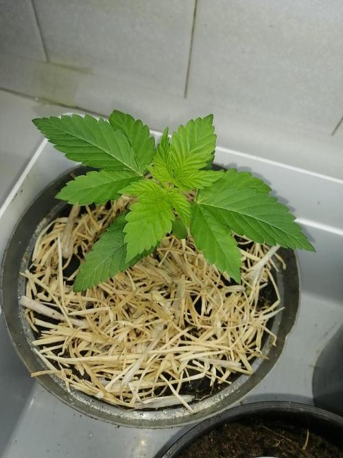 First "Actual" Grow 25' (Indoor-Outdoor). Week 3