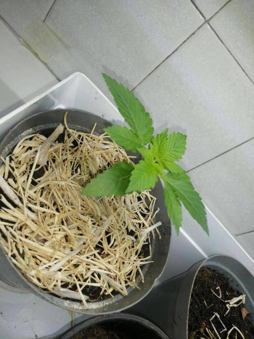 First "Actual" Grow 25' (Indoor-Outdoor). Week 3