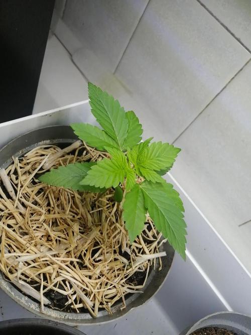 First "Actual" Grow 25' (Indoor-Outdoor). Week 3