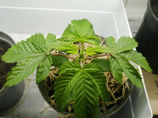 First "Actual" Grow 25' (Indoor-Outdoor). Week 4