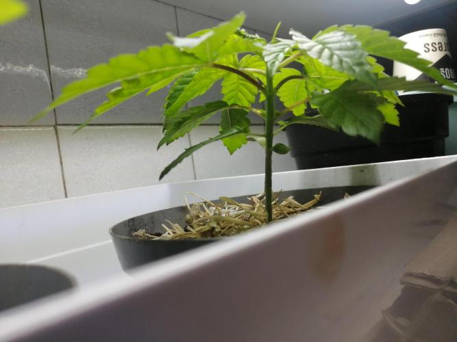 First "Actual" Grow 25' (Indoor-Outdoor). Week 4