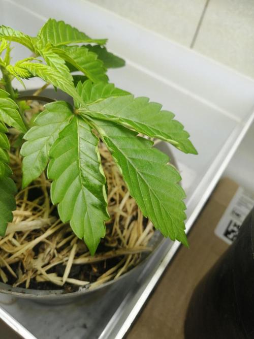 First "Actual" Grow 25' (Indoor-Outdoor). Week 4