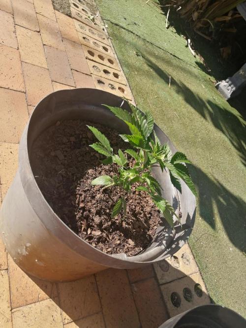 First "Actual" Grow 25' (Indoor-Outdoor). Week 6