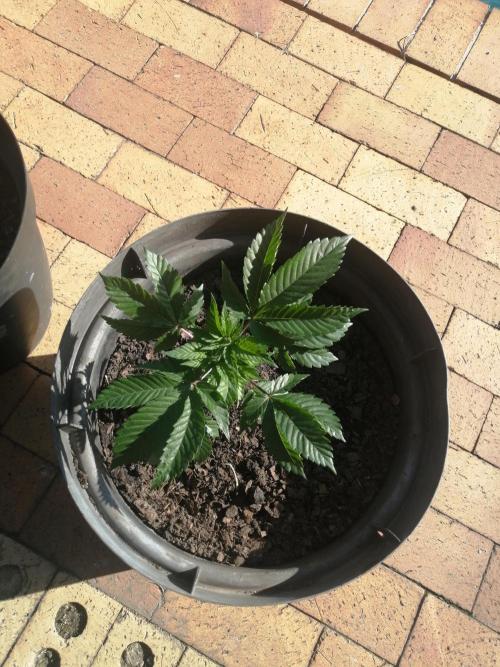 First "Actual" Grow 25' (Indoor-Outdoor). Week 6