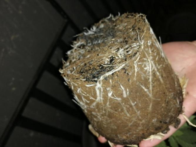 First "Actual" Grow 25' (Indoor-Outdoor). Week 6