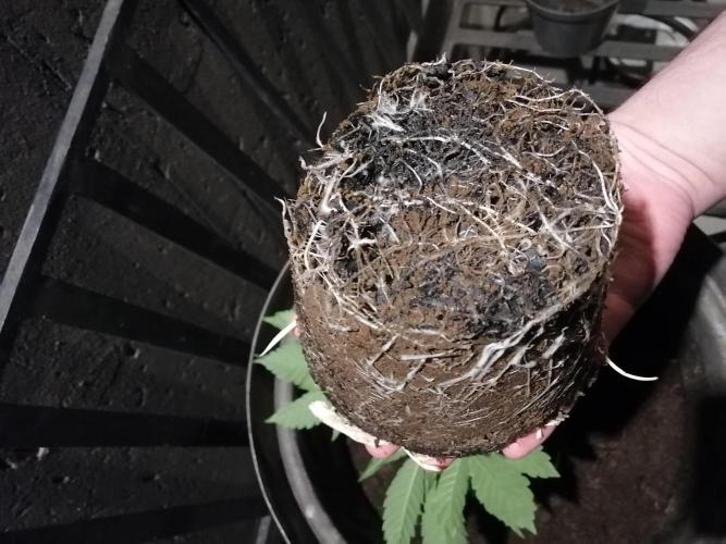 First "Actual" Grow 25' (Indoor-Outdoor). Week 6 - How the roots looked on the night of transplant :D