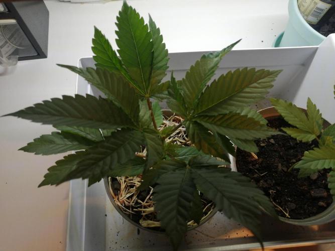 First "Actual" Grow 25' (Indoor-Outdoor). Week 6