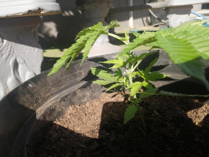 AK-47 Run 25'. Week 5