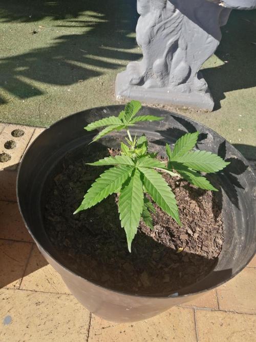 AK-47 Run 25'. Week 5