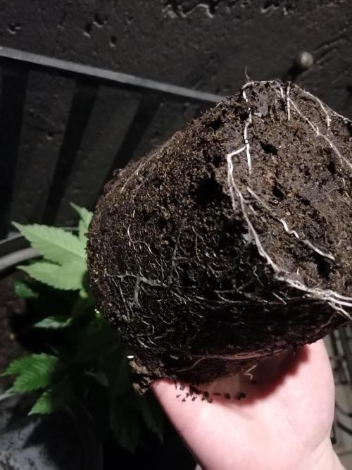 AK-47 Run 25'. Week 5 - Transplanted on the same night as the GG4 run, healthy roots :D