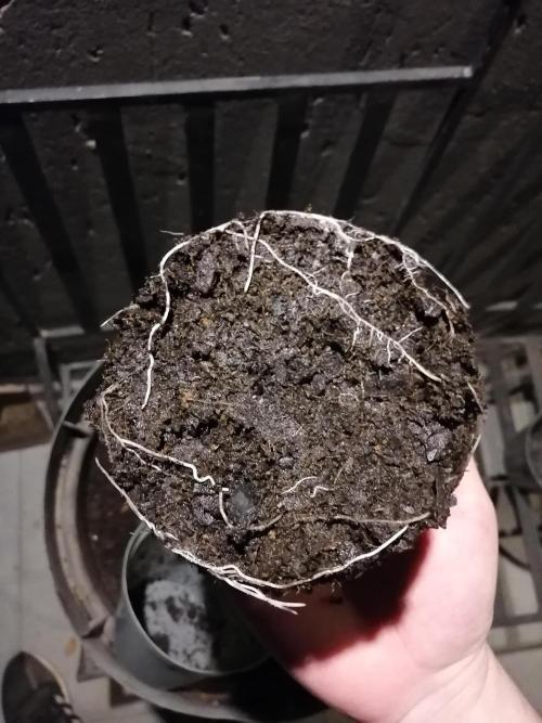 AK-47 Run 25'. Week 5