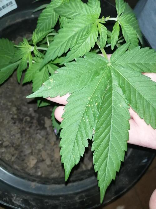 AK-47 Run 25'. Week 5 - Sadly 2 leaves developed these spots :( nute deficiency? 