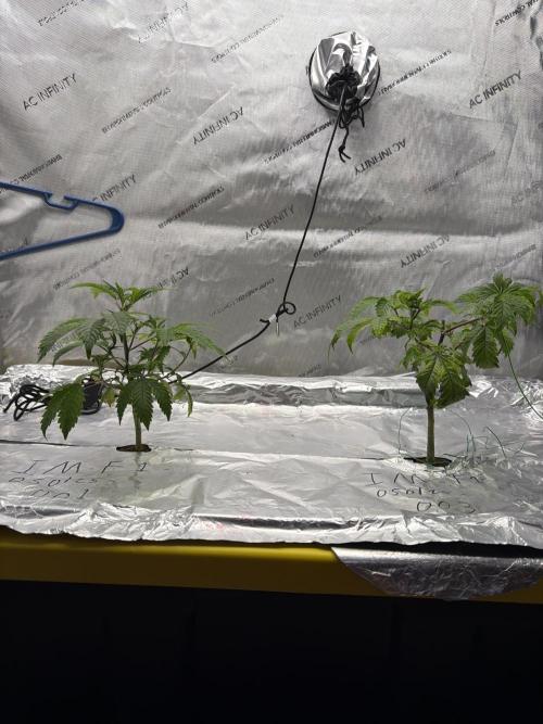 HPA. Irie Maiden, Romulan Genetics.. Week 5