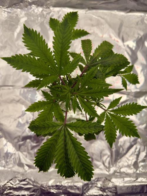 HPA. Irie Maiden, Romulan Genetics.. Week 5 - 001