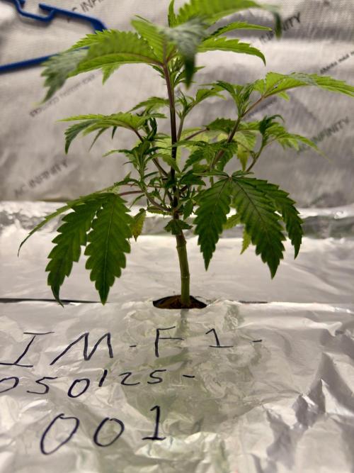 HPA. Irie Maiden, Romulan Genetics.. Week 5 - 001