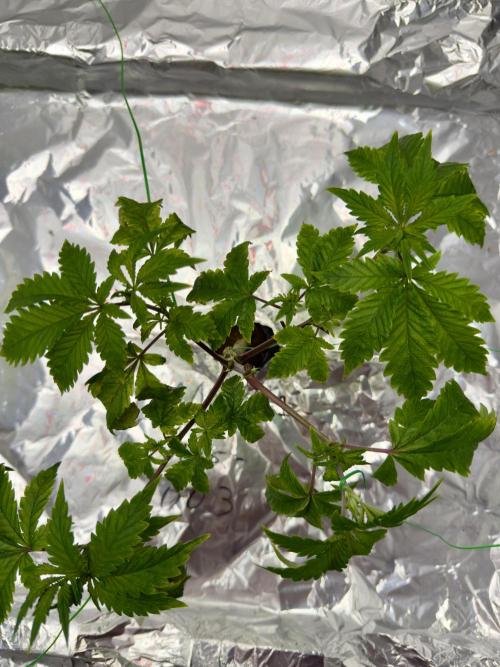 HPA. Irie Maiden, Romulan Genetics.. Week 5 - 003