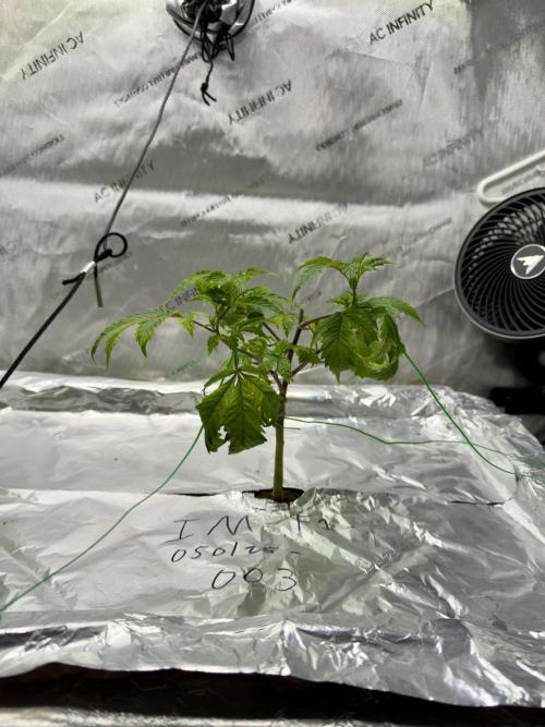 HPA. Irie Maiden, Romulan Genetics.. Week 5 - 003