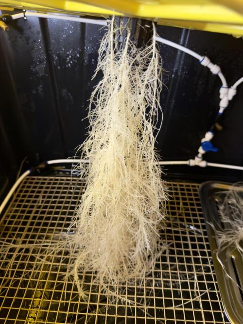 HPA. Irie Maiden, Romulan Genetics.. Week 5 - 001