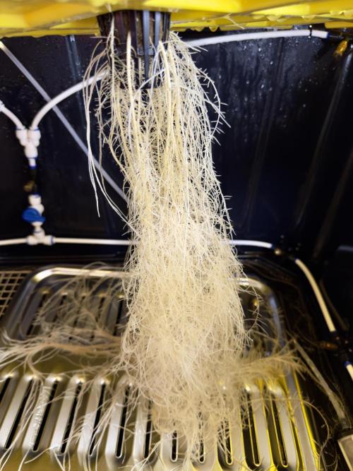 HPA. Irie Maiden, Romulan Genetics.. Week 5 - 003