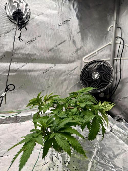 HPA. Irie Maiden, Romulan Genetics.. Week 6