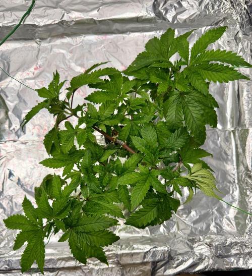 HPA. Irie Maiden, Romulan Genetics.. Week 6