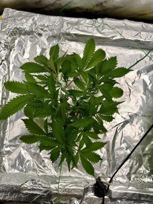 HPA. Irie Maiden, Romulan Genetics.. Week 6