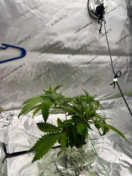 HPA. Irie Maiden, Romulan Genetics.. Week 6