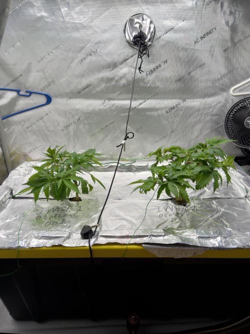 HPA. Irie Maiden, Romulan Genetics.. Week 6