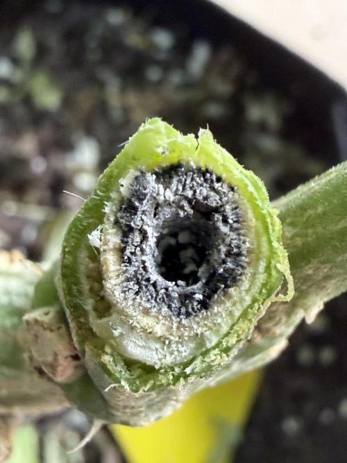 HPA. Irie Maiden, Romulan Genetics.. Week 6