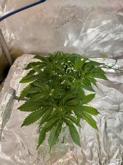 HPA. Irie Maiden, Romulan Genetics.. Week 7 - 001