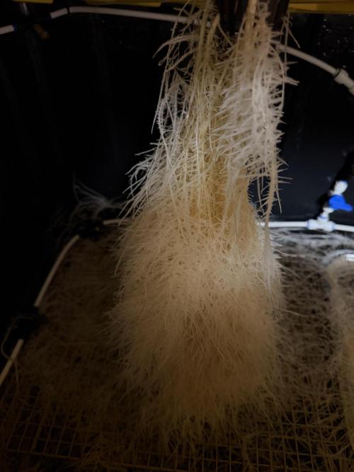 HPA. Irie Maiden, Romulan Genetics.. Week 7 - 001