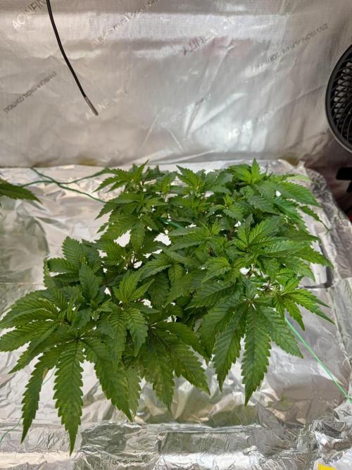 HPA. Irie Maiden, Romulan Genetics.. Week 7 - 003